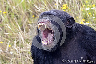 screaming, aggressive wild chimpanzee primate Stock Photo