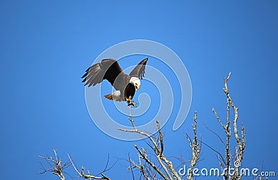 Screaming Eagle Stock Photo