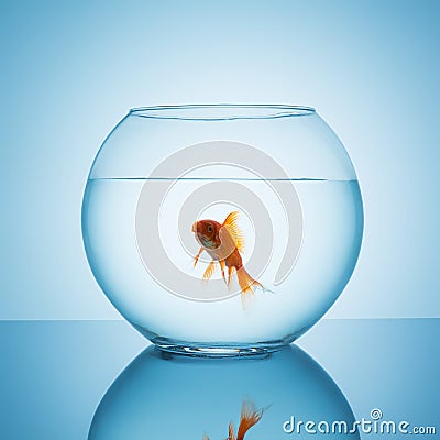 Screaming goldfish in a fishbowl Stock Photo