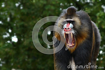 Screaming Mandrill Stock Photo