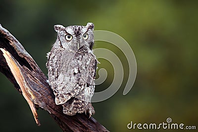 Screech Owl Stock Photo