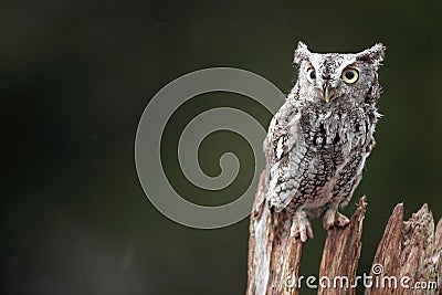 Screech Owl Stock Photo