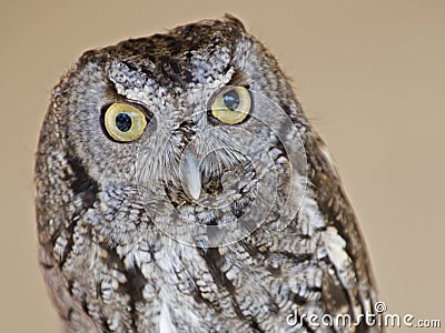 Screech owl Stock Photo