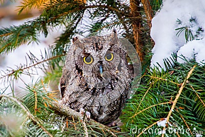 Screech Owl Stock Photo