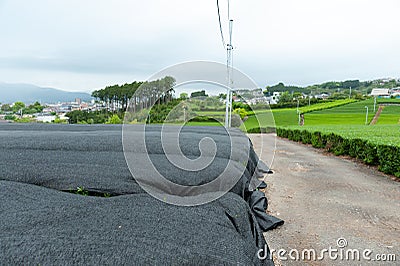 Screen for shading - Baron Screen: Used in tea plantations to protect the leaves against the winds and strong sunlight. Stock Photo