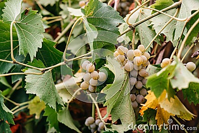 Screensaver on your desktop with grapes. Georgian vineyards and wineries. A bunch of ripe white grapes hangs on a green vine. Stock Photo