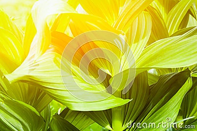 Screensaver for your desktop with natural plants Stock Photo