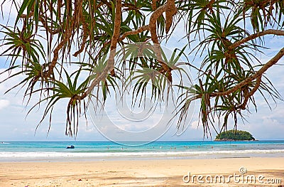 Screwpine on Kata beach on Phuket island in Thailand Stock Photo