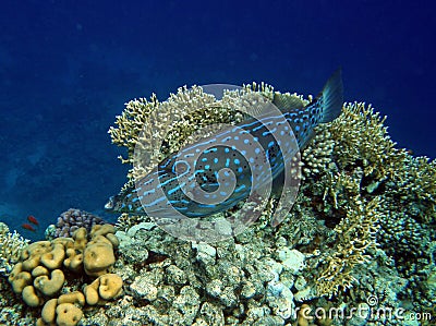 Scribbled Filefish on Coral Reef Stock Photo