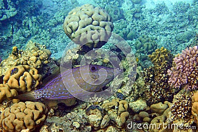 Scribbled Filefish or Scrawled filefish - Aluterus scriptus on Coral Reef in Egypt Stock Photo