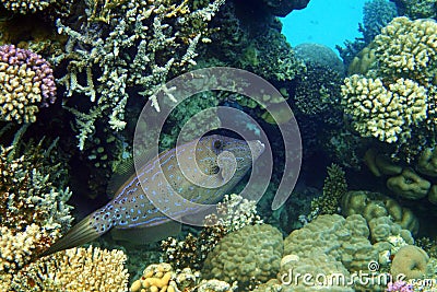 Scribbled Filefish or Scrawled filefish - Aluterus scriptus on Coral Reef in Egypt Stock Photo
