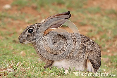 Scrub Hare Stock Photo