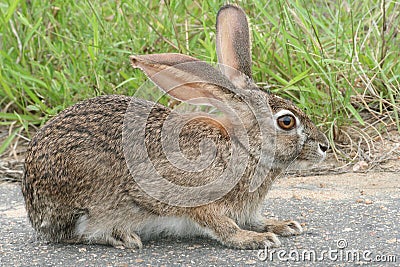 Scrub Hare Stock Photo