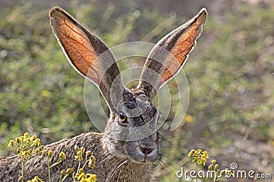 Scrub Hare Stock Photo