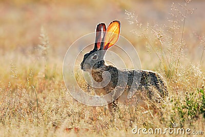 Scrub hare Stock Photo