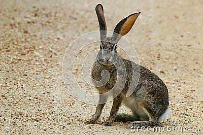 Scrub Hare/Vlakhaas (Lepus Capensis) Stock Photo