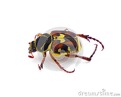 Scrub Palmetto flower scarab chafer beetle - Trigonopeltastes floridanus - rare found only on or near Scrub saw Palmetto - Sabal Stock Photo