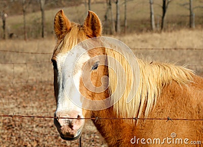 Horse grazes in a field. Stock Photo
