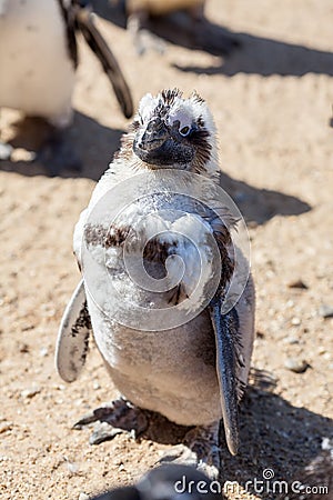 Scruffy penguin. Bird losing its feathers during moult. Stock Photo
