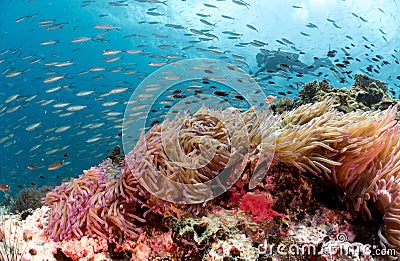 Scuba diver behind beautiful coral reef and anemone Stock Photo