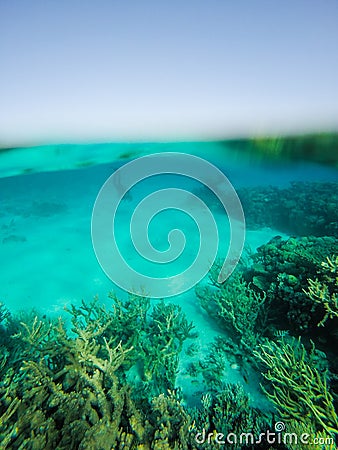 Scuba Diver Diving into Shallow Red Sea Reef Transparent Water Stock Photo