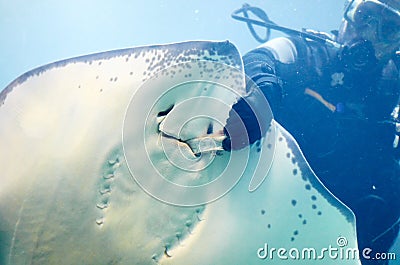 Scuba diver feeding Common stingray in the aquarium Editorial Stock Photo