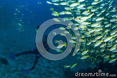 Scuba Diver with fish Editorial Stock Photo