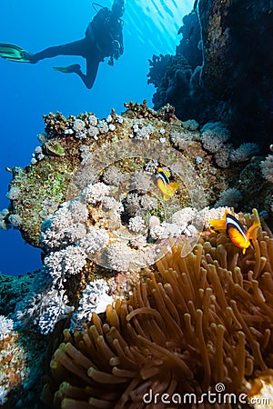 SCUBA Diver looks at a pair of Clownfish Stock Photo