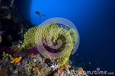 Scuba diver among reef Stock Photo