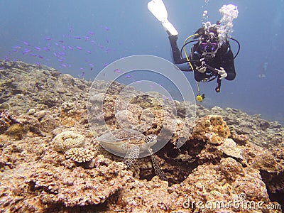 A scuba diver with a sea turtle Stock Photo