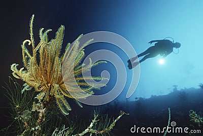 Scuba Diver Swimming By Coral Reef And Feather Star Stock Photo