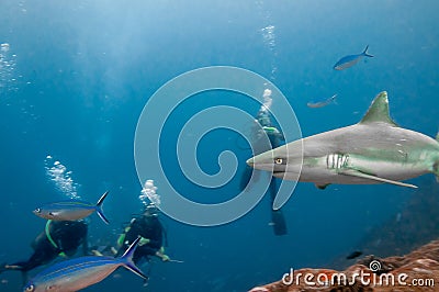 Scuba diver swimming with a grey reef sharks Stock Photo