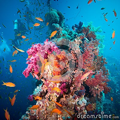 A scuba diver swimming underwater with fishes Stock Photo