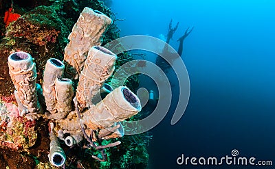 SCUBA diver and tube sponge Stock Photo