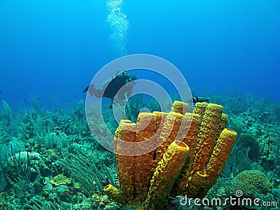 Scuba Diver and Yellow Tube Sponge Stock Photo