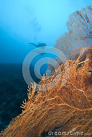 SCUBA divers and bright sea fan Stock Photo