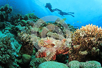 Scuba Divers explore Beautiful Coral Reef Stock Photo