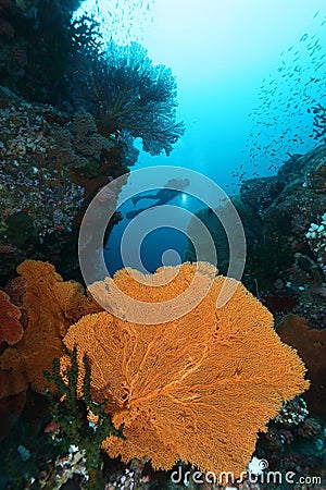 Scuba Divers swimming over the big gorgonian. Batee Tokong . Pulau Weh , Indonesia Stock Photo