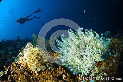 Scuba diving crinoid bunaken sulawesi indonesia lamprometra sp. underwater Stock Photo