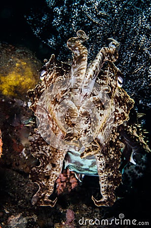 Scuba diving lembeh indonesia broadclub cuttlefish close up Stock Photo