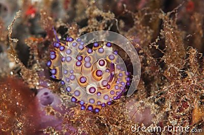 Scuba diving lembeh indonesia janolus nudibranch Stock Photo