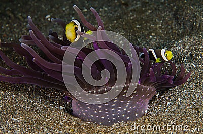 Scuba diving lembeh Indonesia saddleback anemonefish underwater Stock Photo