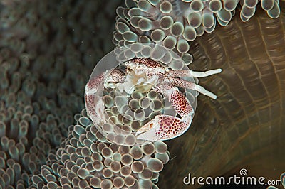 Scuba diving lembeh indonesia spotted porcelain crab underwater Stock Photo