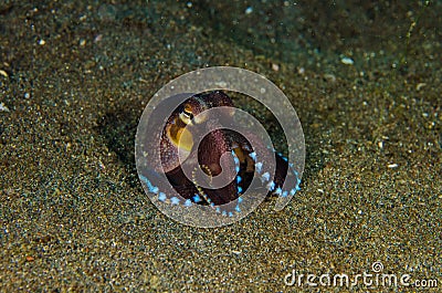 Scuba diving octopus lembeh strait indonesia underwater Stock Photo