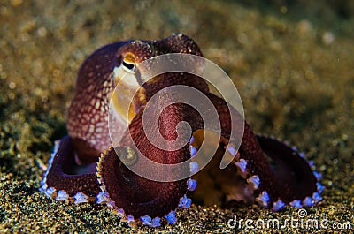 Scuba diving octopus lembeh strait indonesia underwater Stock Photo