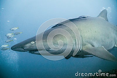 Big grey nurse shark in wolf rock, australia Stock Photo
