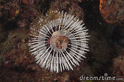 Scubadiving Costa Brava Stock Photo