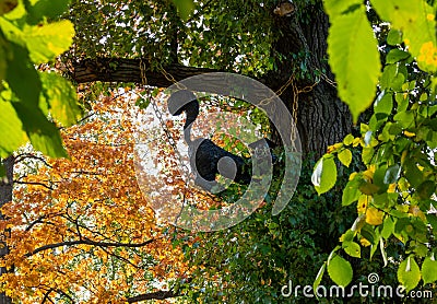 Sculpture-a scientist cat on a tree, a fairy-tale character. Bright autumn day in the Park Stock Photo