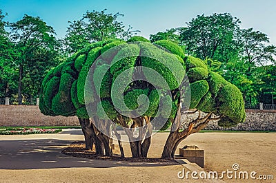 Sculptured Cypress tree inside Buen Retiro Park in Madrid, Spain. Stock Photo