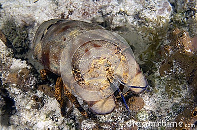 A Sculptured Slipper Lobster (Parribacus antarcticus) in Cozumel Stock Photo